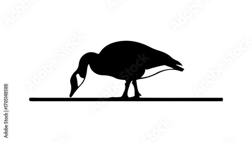 Goose foraging on ground with transparent background