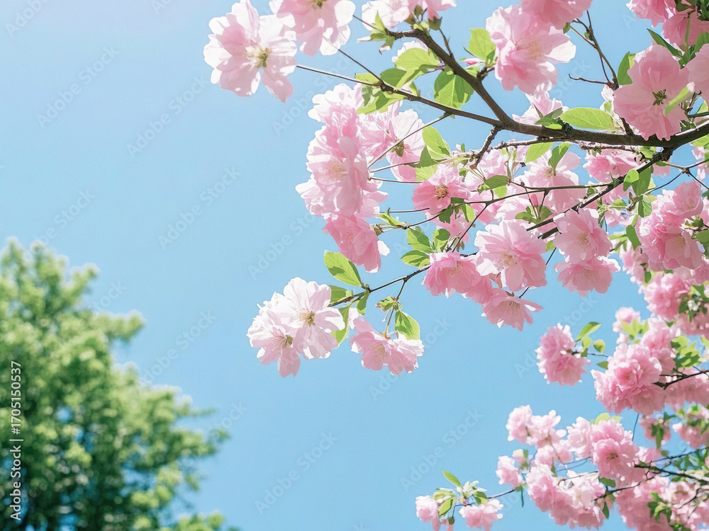 Fototapeta premium Flowers blooming in the garden