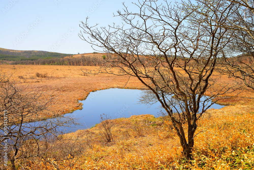 Fototapeta premium 八島ヶ原湿原 長野県下諏訪町