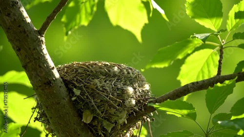 A bird nest composed of twigs and soft white material nestled in the branches of a tree surrounded by green leaves