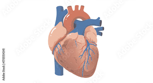 Stylized graphic illustration of a healthy human heart showing arteries and veins for cardiology and healthcare concepts on a clean background