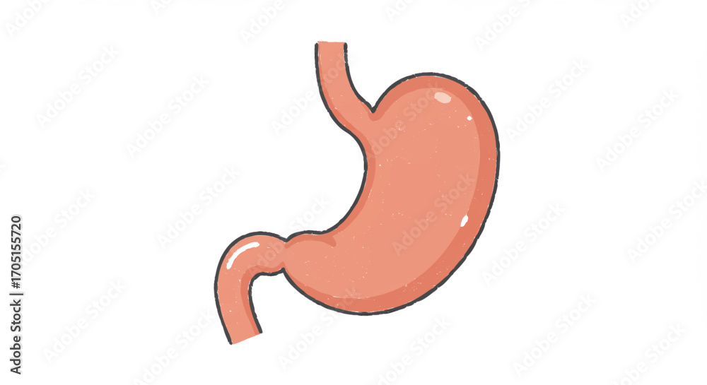 Obraz premium Illustration of a Human Stomach Anatomy for Educational and Medical Purposes
