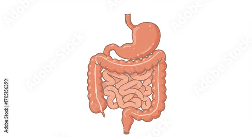 Human digestive system illustration with stomach and intestines. Anatomical cartoon vector graphic of the gastrointestinal tract on a white background