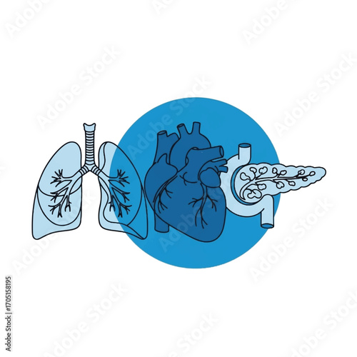 Anatomical Illustration of Human Heart and Lungs