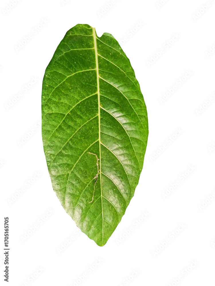 Obraz premium green leaf isolated on white