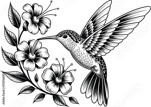 Black and white hummingbird with hibiscus flowers nature