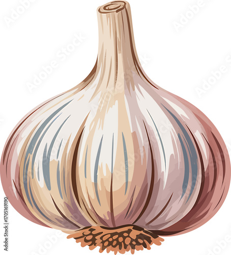 Realistic Illustration of a Whole Garlic Bulb