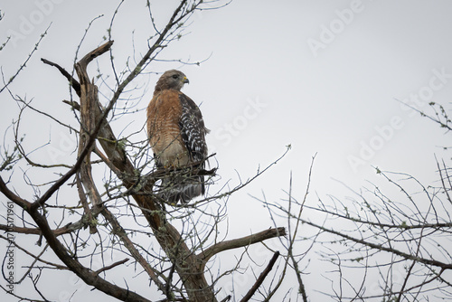 Vászonkép A red-shouldered hawk perched in a tree
