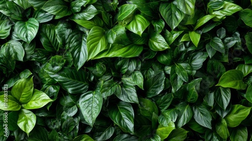 A lush green plant with many leaves