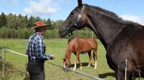 The farmer takes care of his horses on the farm, the pets stand next to the farmer in the pasture.