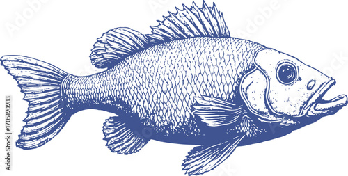 predator fish