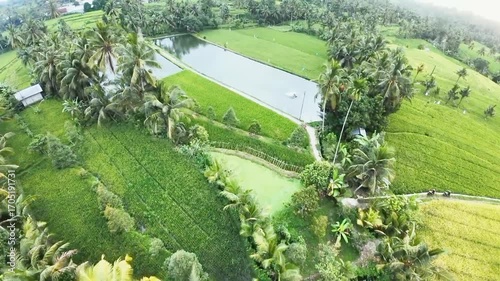 Aerial Drone View of Lush Green Rice Fields in Rural Landscape
