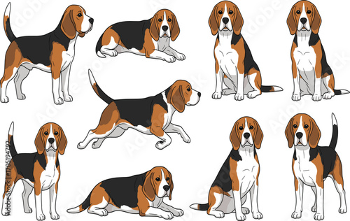 Beagle dog poses, cartoon pet illustration, tricolor puppy clipart, sitting running standing lying, cute animal vector, breed reference