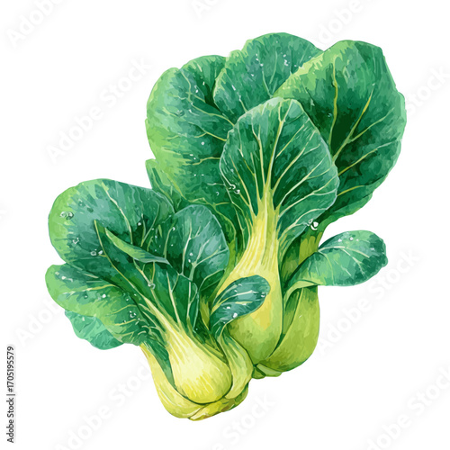 Pak Choi, watercolor clipart vector, isolated on a white background.