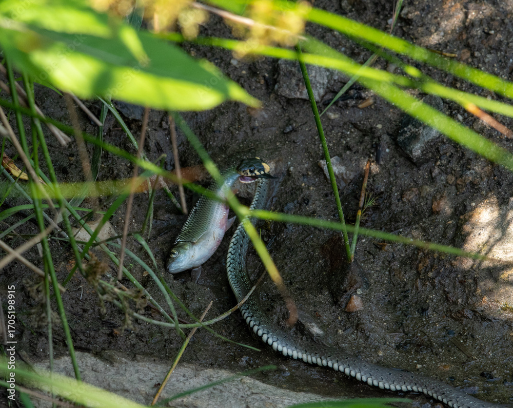 Fototapeta premium grass snake eats a fish by the water hidden under blades of grass.