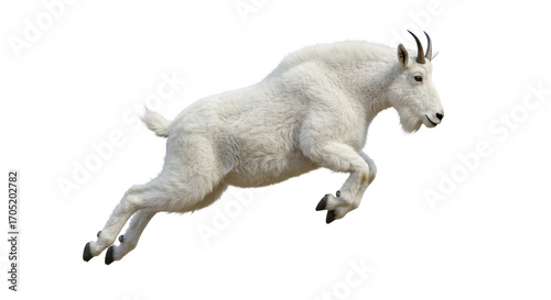 Mountain Goat Jumping Isolated on White Background