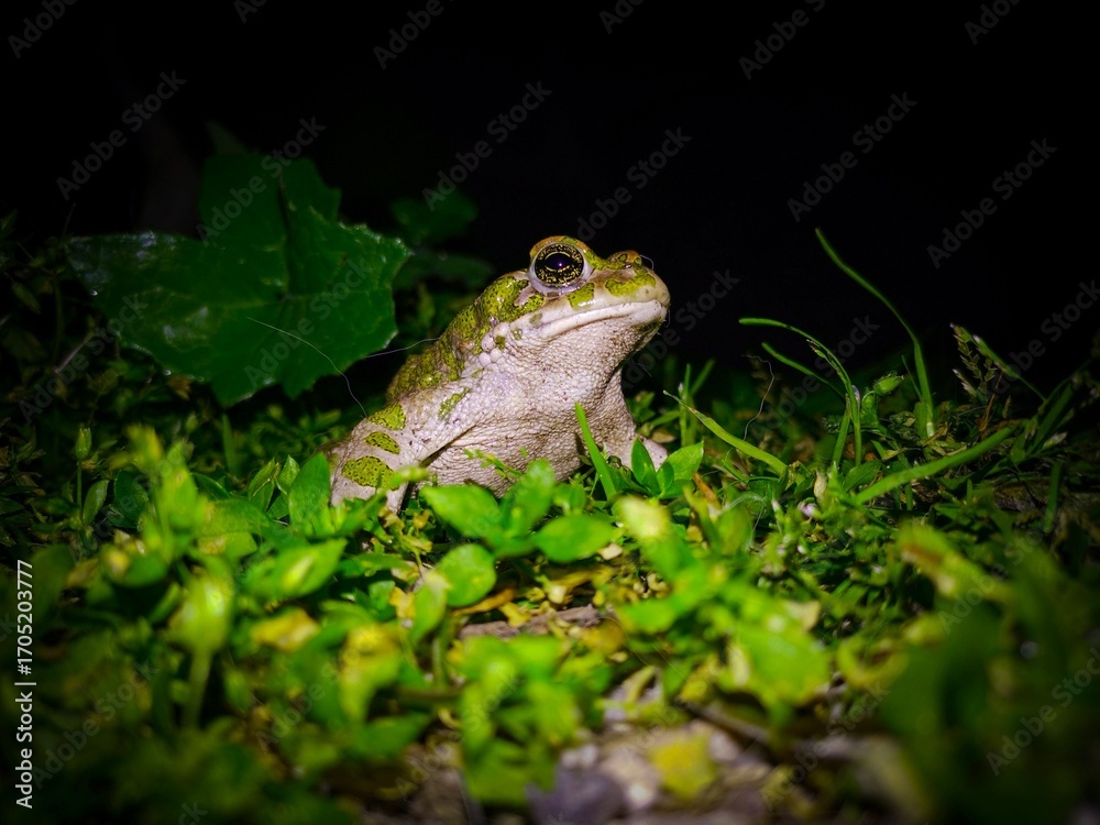 Fototapeta premium Close-up of a Frog Among Leaves at Night