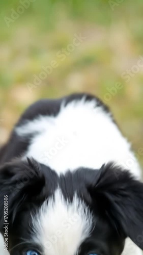 Black and white puppy portrait with bright blue eyes