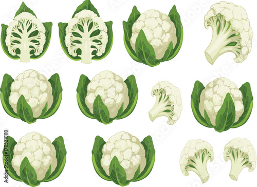 Cauliflower vector set, whole head and cross-section illustration, botanical vegetable clipart, healthy food design, cooking ingredient pack