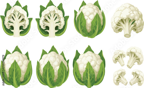 Cauliflower vector set, whole head, cross-section, floret clipart, botanical vegetable illustration, healthy food design, culinary ingredient pack