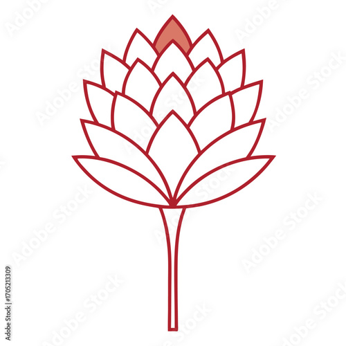 scadoxus puniceus alba line art on white