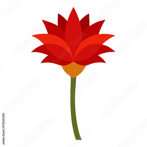 scadoxus puniceus alba vector on white