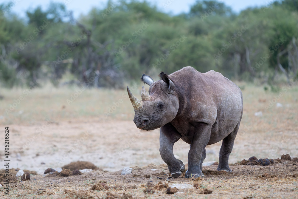 Fototapeta premium Black rhino, black rhinoceros or hook-lipped rhinoceros (Diceros bicornis) hanging around close to a waterhole just before dark in Etosha National Park in Namibia