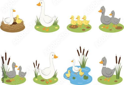 Duck and duckling cartoon vector set, nest pond grass scene, cute bird family clipart, nature illustration, wildlife design elements