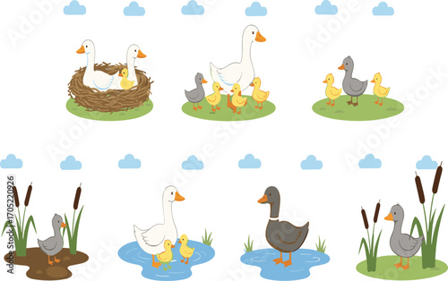 Duck and goose family vector set, cartoon bird scenes, nest pond reeds clipart, parenting wildlife illustration, nature design elements