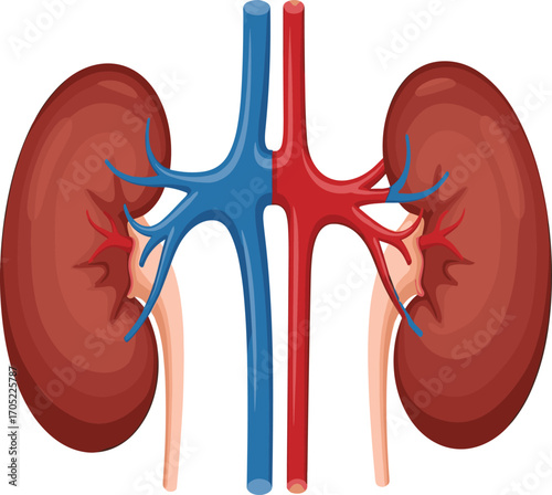 Human kidney anatomy vector, renal system illustration, artery vein ureter clipart, medical organ diagram, biology education design