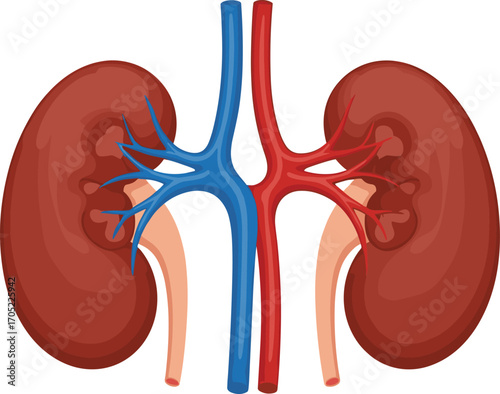 Human kidney anatomy vector, renal system illustration, blood vessel and ureter clipart, medical organ design, educational biology graphic