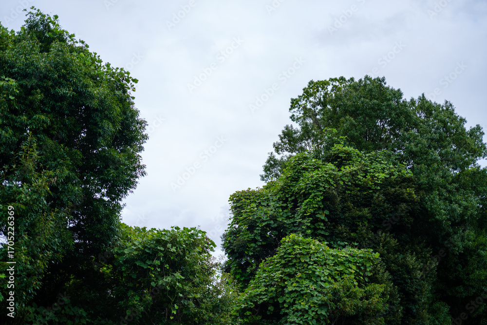 Obraz premium 散歩の途中で見つけた光景