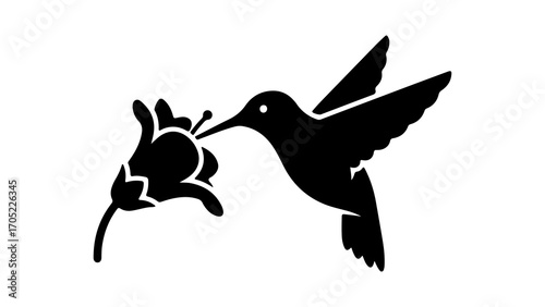 Hummingbird feeding on flower with transparent background