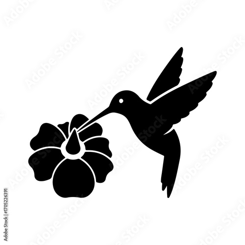 Hummingbird feeding on hibiscus with transparent background