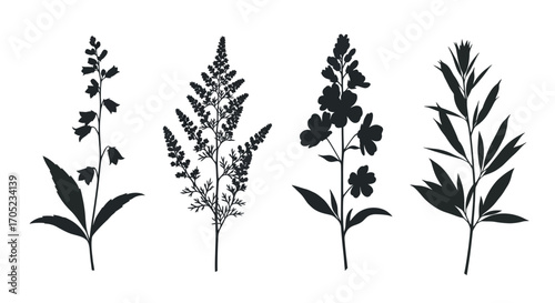 Collection of four detailed botanical plant silhouettes
