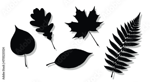 Collection of autumn leaf silhouettes on a white background
