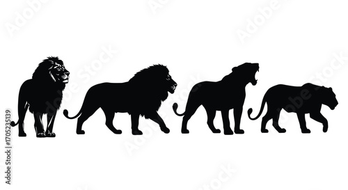 A group of majestic lion silhouettes standing together silhouette