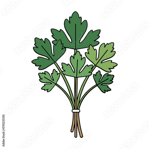 Bunch of green parsley herb with brown stems tied together leaves