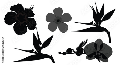 Collection of tropical flower silhouettes including hibiscus orchid and bird of paradise