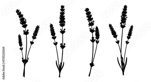 Four elegant black lavender stems silhouette