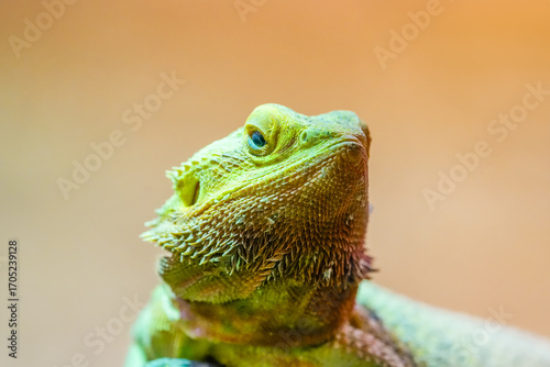 Portrait of a bearded dragon. Close-up of the animal. Pogona.
