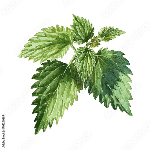 Nettle Leaf, watercolor illustration vector, isolated on a white background.