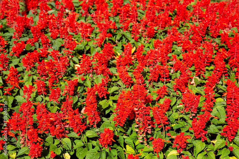 Fototapeta premium Beautiful bright red flowers on a green background. Flora plants flowers.