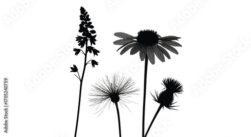 Four distinct wildflower silhouettes against a white background