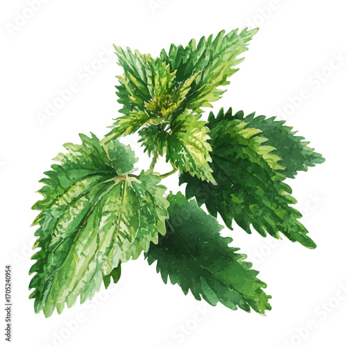 watercolor of Nettle, vector, isolated on a white background.