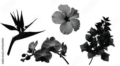 Collection of exotic flower silhouettes including bird of paradise and orchids