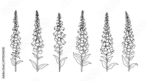 Detailed line art illustration of six foxglove flower stalks in silhouette