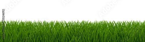 Green Grass Border Isolated White Background