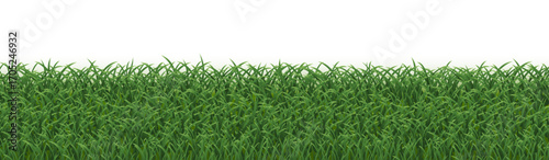 Green Grass Panorama Isolated White Background