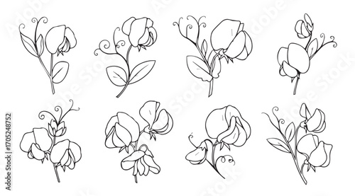 Eight delicate floral line drawings in a sketch silhouette style